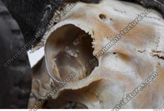 Photo Textures of Mouflon Skull 